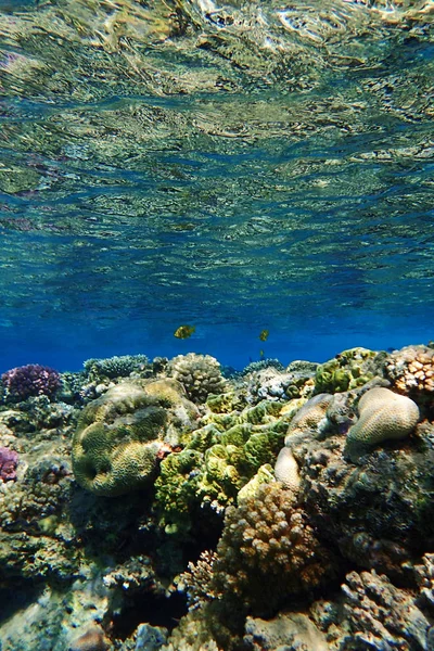 Barriera Corallina Egitto Come Bel Paesaggio Naturale — Foto Stock
