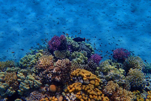 Recife Coral Egito Como Paisagem Natural Agradável — Fotografia de Stock
