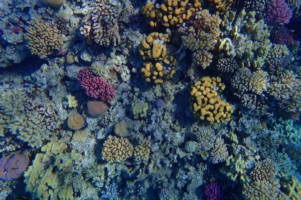 Recife Coral Egito Como Paisagem Natural Agradável — Fotografia de Stock