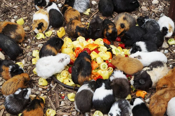 Big Group Guinea Pigs Nice Background — Stock Photo, Image