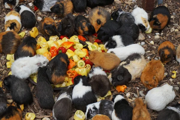 Big Group Guinea Pigs Nice Background — Stock Photo, Image