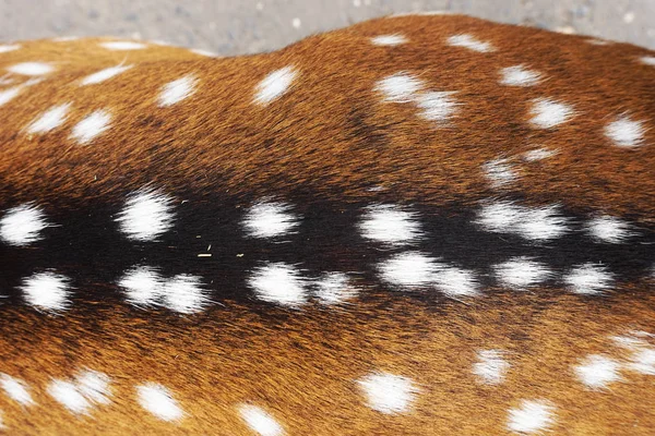 Pequena Pele Veado Como Textura Animal Agradável — Fotografia de Stock