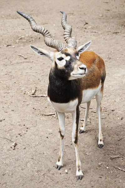 Antilope Mâle Animal Comme Très Beau Portrait — Photo