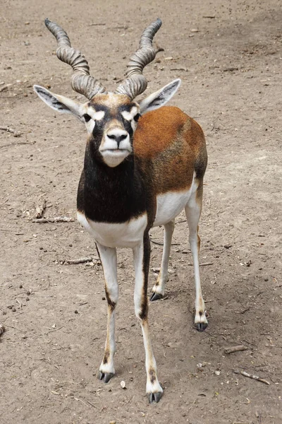 antelope male animal as very nice portrait