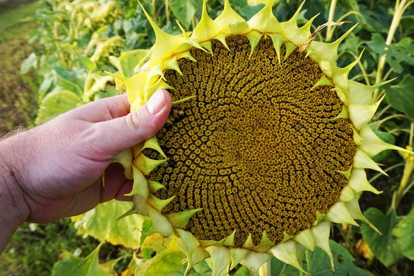 Old Sunflower Very Nice Natural Detail — Stock Photo, Image