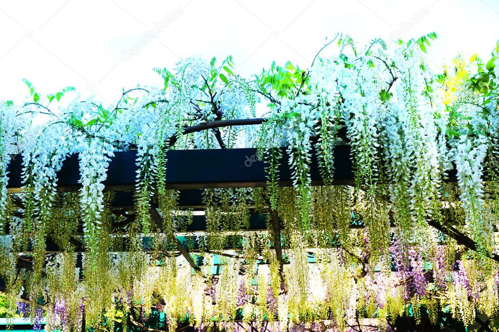 wisteria plant with flowers as very nice background