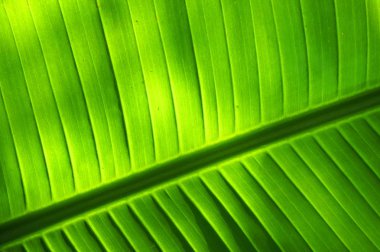 palmiye ağacı yaprak doku güzel doğal arka plan olarak