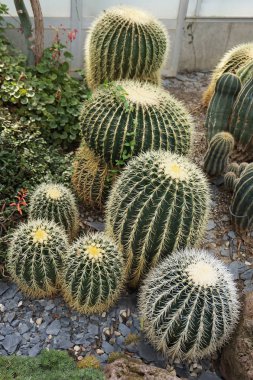 Grup çok güzel arka plan olarak farklı kaktüs