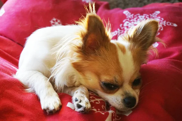 Chihuahua Pequeña Está Descansando Casa — Foto de Stock