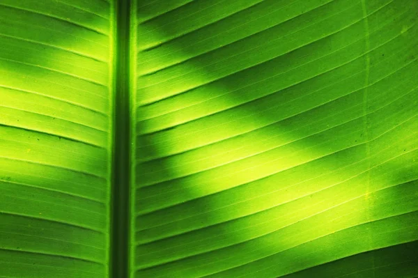 Palmeira Folha Textura Como Fundo Natural Agradável — Fotografia de Stock
