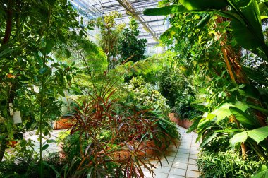 güzel yeşil bitkiler botanik bahçe içi