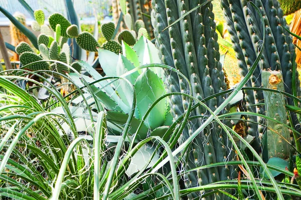 Grupo Cacto Diferente Como Fundo Muito Bom — Fotografia de Stock