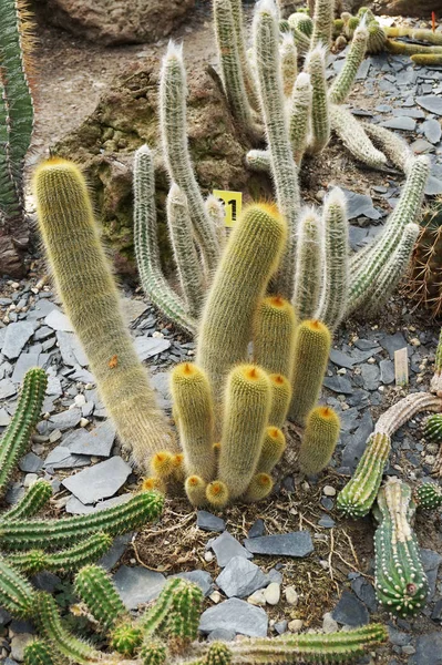 Groupe Cactus Différents Comme Très Beau Fond — Photo