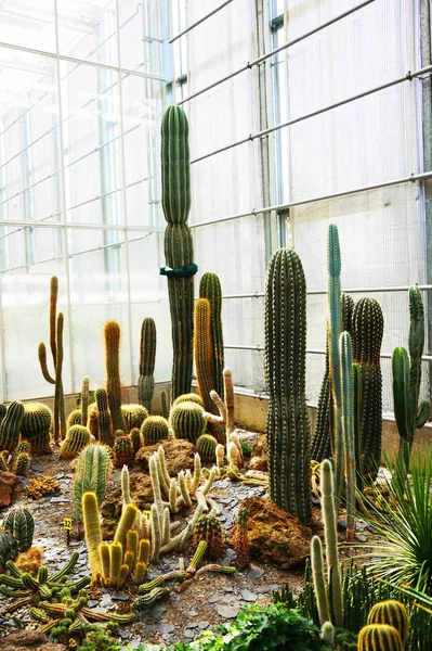 Groupe Cactus Différents Comme Très Beau Fond — Photo
