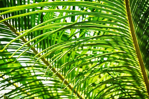 Palm Tree List Textury Jako Pěkné Přírodní Pozadí — Stock fotografie