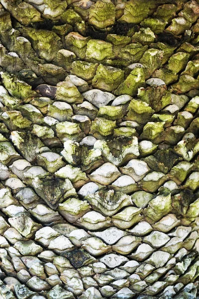 Gamla Palm Tree Trunk Textur Som Mycket Fin Naturlig Bakgrund — Stockfoto