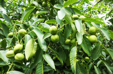 ceviz ağacı doku çok güzel doğal arka plan olarak
