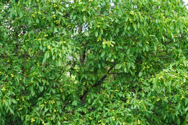 ceviz ağacı doku çok güzel doğal arka plan olarak