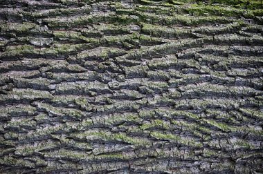 Eski meşe Barka doku çok güzel arka plan olarak