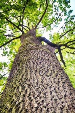 yeşil ormandaki yaşlı meşe ağacının