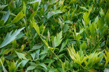 taze selâmotu bitki doku çok güzel arka plan olarak