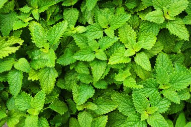 Melissa bitki doku çok güzel doğal arka plan olarak