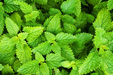 Melissa bitki doku çok güzel doğal arka plan olarak