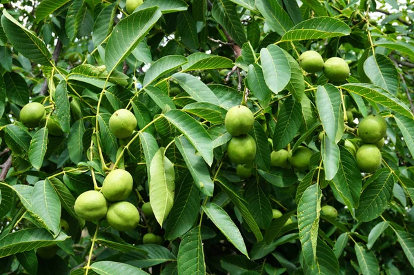 Struttura Dell Albero Noce Come Sfondo Naturale Molto Bello — Foto Stock