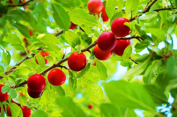 Partie Arbre Avec Des Prunes Rouges Comme Beau Fond — Photo