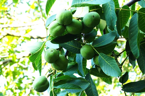 Struttura Dell Albero Noce Come Sfondo Naturale Molto Bello — Foto Stock