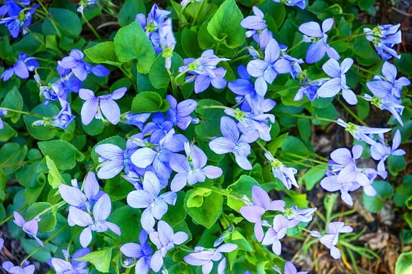 非常に素敵な自然の背景としてスミレの花 — ストック写真