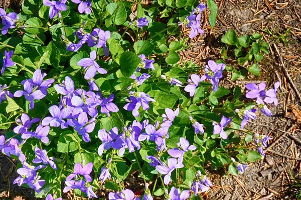 Violet Bunga Sebagai Latar Belakang Alam Yang Sangat Bagus — Stok Foto