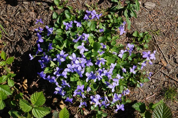Flores Violetas Como Fundo Natural Muito Agradável — Fotografia de Stock