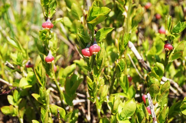 Blueberries Flowers Forest Very Nice Natural Background — Stock Photo, Image