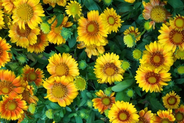 Flores Diferentes Colores Como Fondo Muy Bonito —  Fotos de Stock
