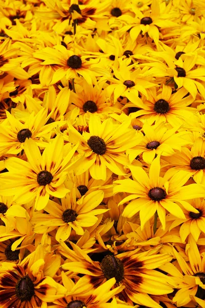 Heldere Gele Rudbeckia Als Mooie Natuurlijke Achtergrond — Stockfoto