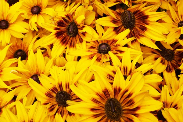 Leuchtend Gelbe Rudbeckia Als Schöner Natürlicher Hintergrund — Stockfoto