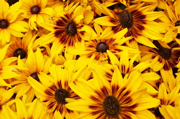 Heldere Gele Rudbeckia Als Mooie Natuurlijke Achtergrond — Stockfoto