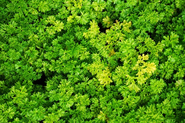 Groene Kruid Textuur Als Zeer Mooie Natuurlijke Achtergrond — Stockfoto