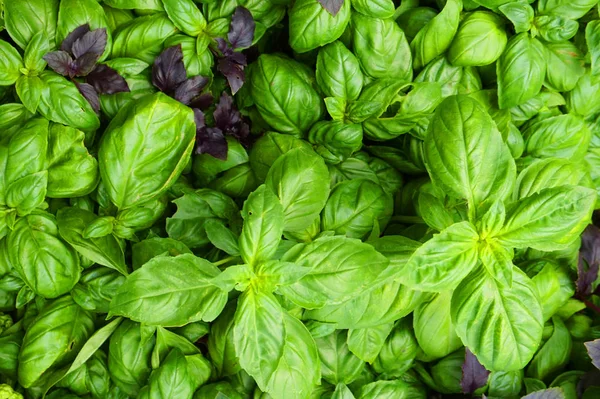 Textura Planta Manjericão Fresco Como Fundo Comida Muito Agradável — Fotografia de Stock