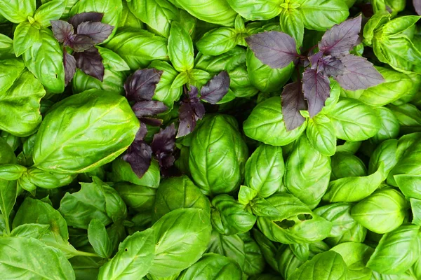 Textura Planta Manjericão Fresco Como Fundo Comida Muito Agradável — Fotografia de Stock