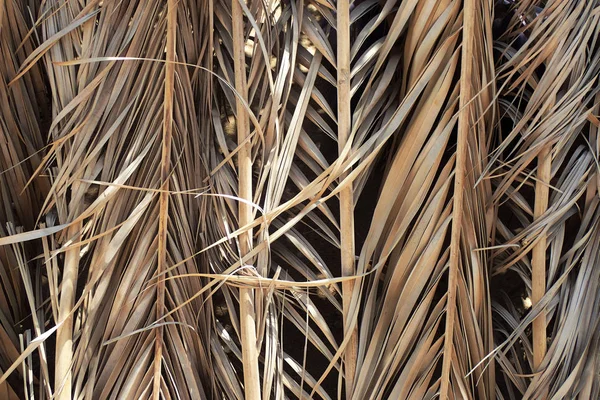 Texture naturelle en bambou — Photo