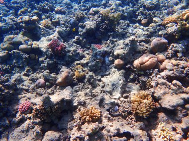 Mısır'daki mercan resifi