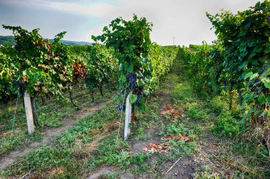 moravia üzerinden çek üzüm bağları