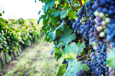 moravia üzerinden çek üzüm bağları