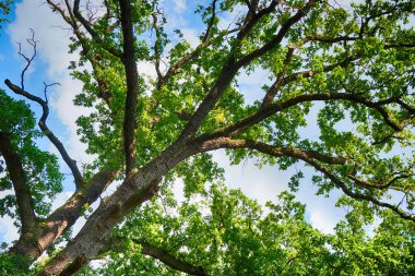 Eski meşe ağacının