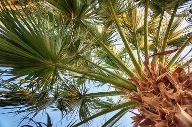 Palmiye ağacı dokusu