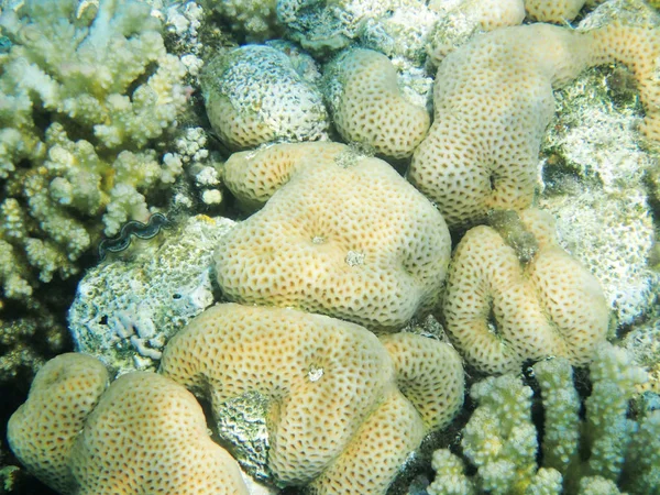 Coral reef Egyiptomban — Stock Fotó