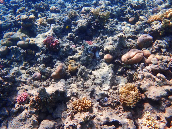 Mısır'daki mercan resifi