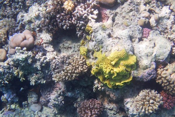 Кораловий риф в Єгипті — стокове фото